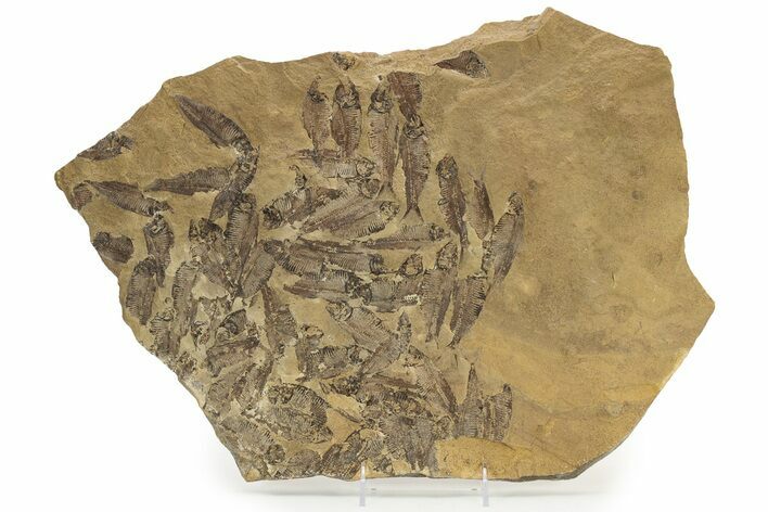 Fossil Fish (Gosiutichthys) Mortality Plate - Wyoming #242910